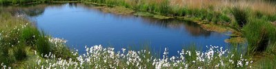 freshwater