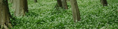 Woodland