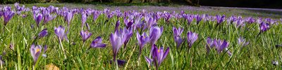 crocuses