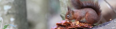 Red squirrel