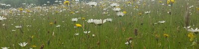 meadow