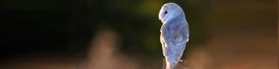 Barn owl