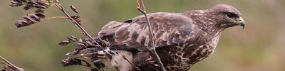 Buzzard