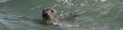 Seal