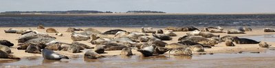 Seals
