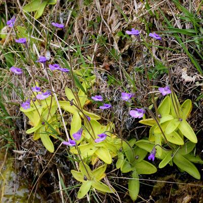 Common Butterwort in Bloom