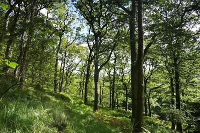 Cynfal National Nature Reserve - Natural Resources Wales