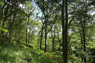 Ceunant Cynfal National Nature Reserve (NRW)