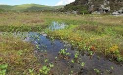wetland
