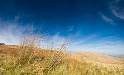 uplands
