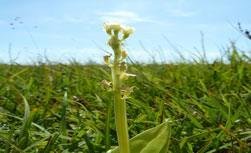 Fen orchid