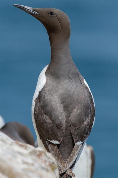 guillemot