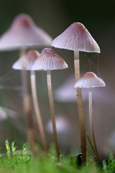 fungus