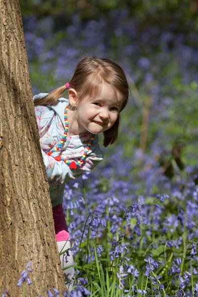 bluebells