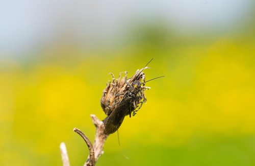 Scarce Yellow Sally on the tip of a plant