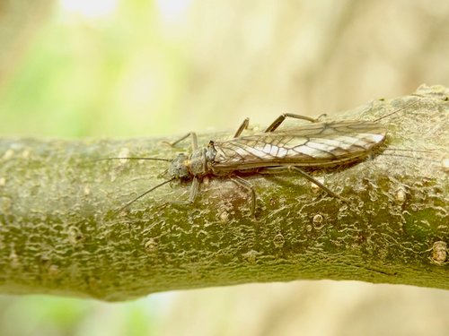 Scarce Yellow Sally on a branch
