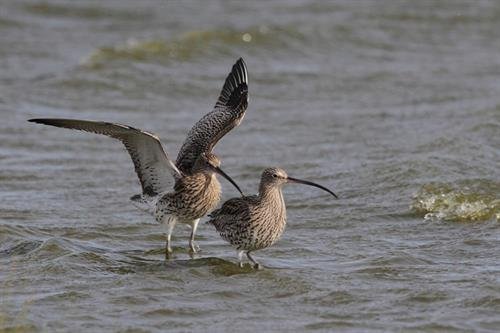 Curlew