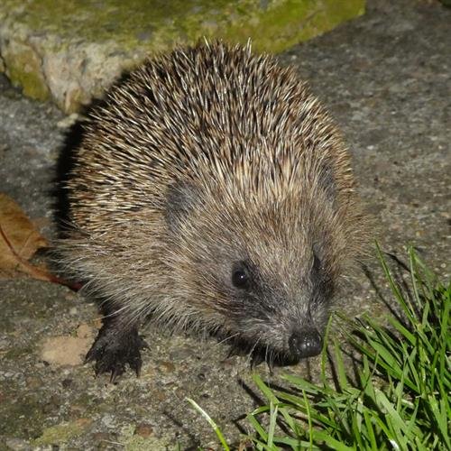 hedgehog