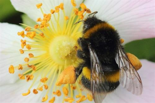 Bumble bee