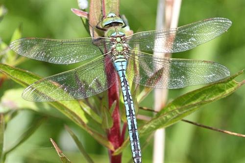 Emperor dragonfly