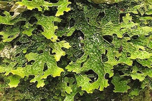 Lichens mosses - NRW