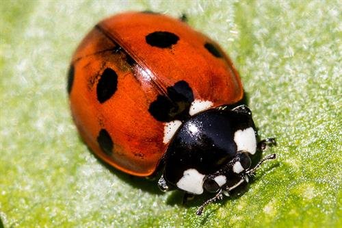 ladybird