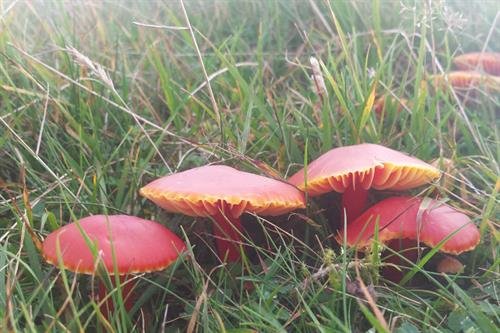 Fungi