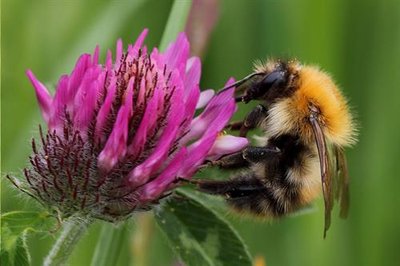 bumble bee