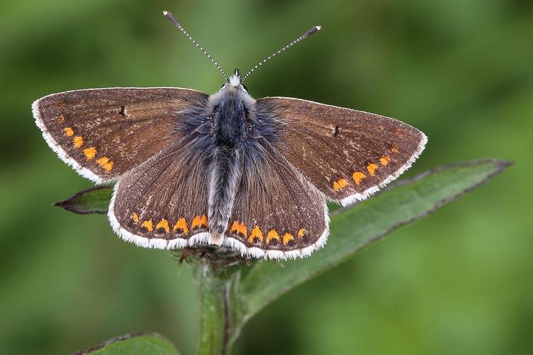 Brown argus