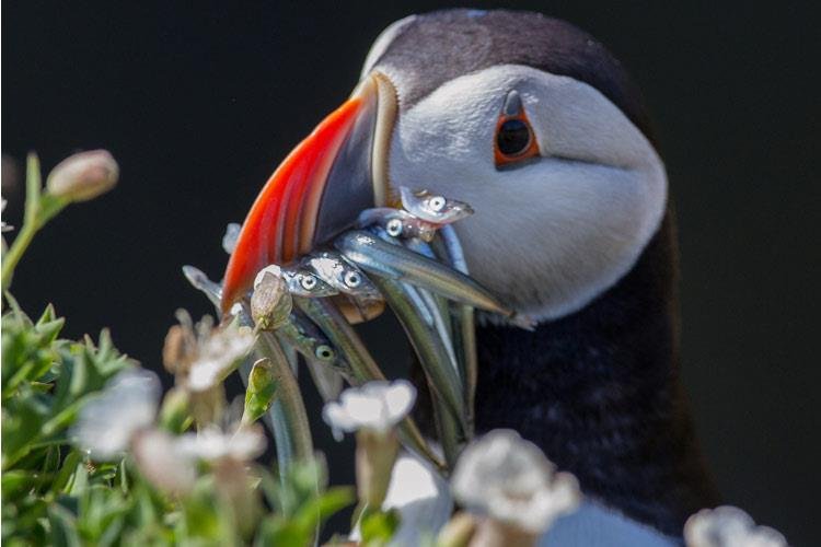 Puffin - Alun Williams