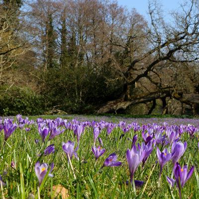 A Carpet of Crocuses Beneath the Trees