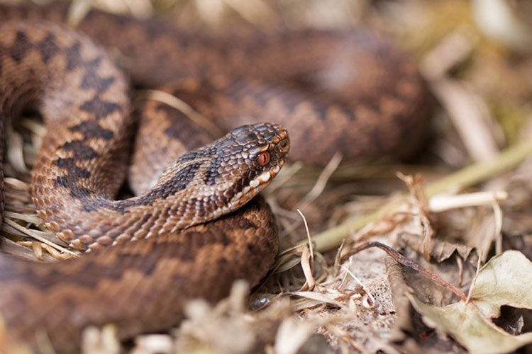 Adder porthkerry