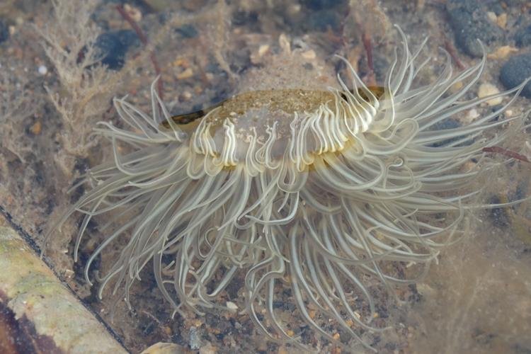 Anemone Sargartiogetan undatus (Laura Grant)