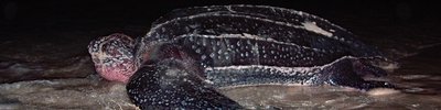 Anguilla-LeatherbackTurtle-banner