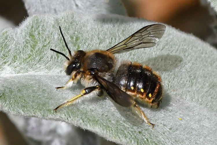 Anthidium