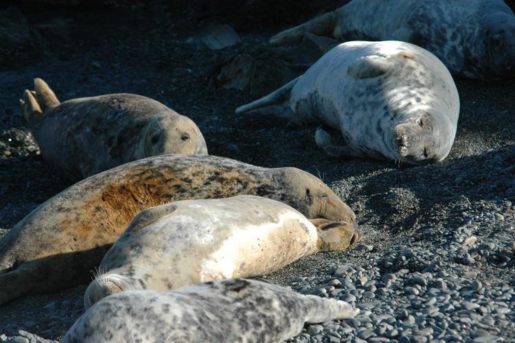 Atlantic grey seal Halichoerus grypus (NRW Marine Monitoring Team)