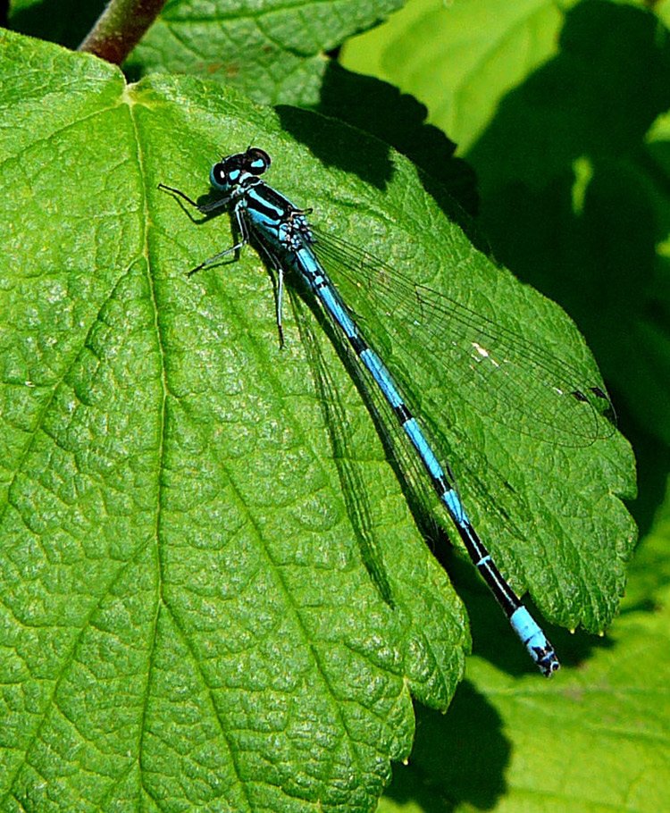 Azure-Damselfly