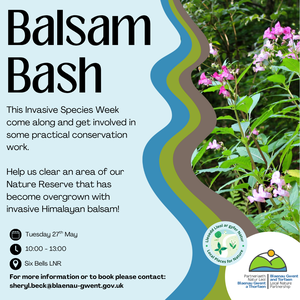 Balsam English