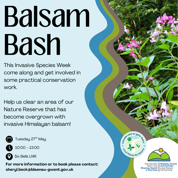 Balsam English