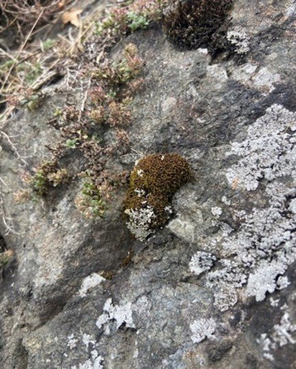 Bartramia aprica at stanner rocks