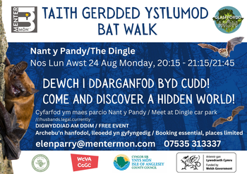 Bat Walk Anglesey