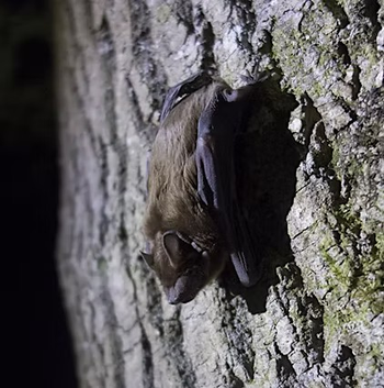 Bat walk Fonmon