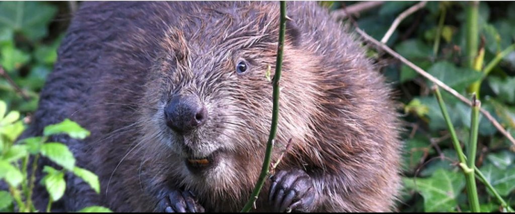 Beaver David Parkyn @Cornwall Wildlife Trust
