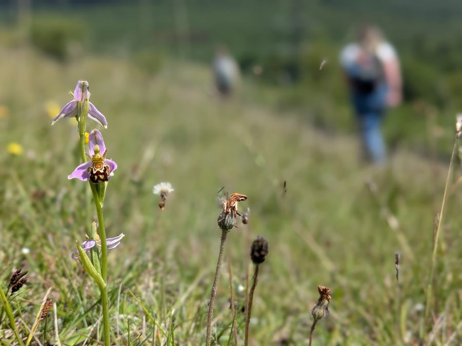Bee Orchids Bryn Tip June 2025-geotagged