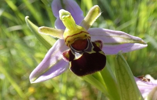 Bee orchid SM web