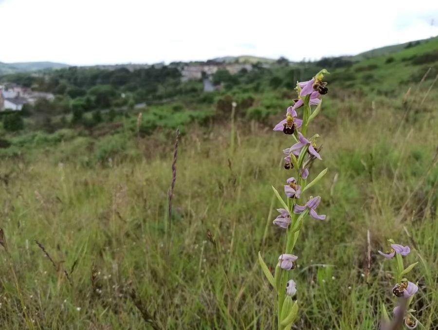 Bee orchids