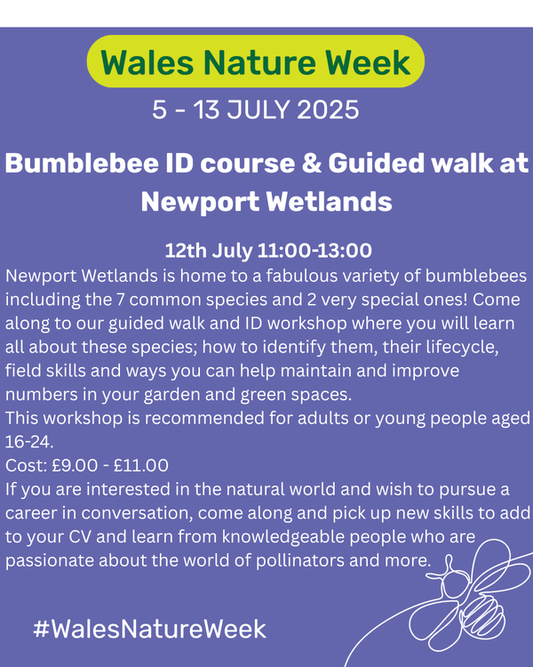 Bumblebee ID course and Guided walk at Newport Wetlands