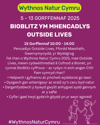 BioBlitz ym Mhencadlys