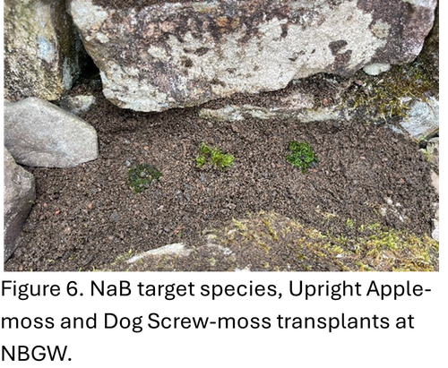 upright apple moss