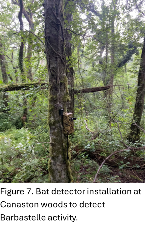 bat detector installed in tree